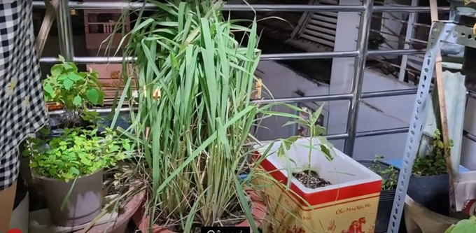 Nữ ca sĩ còn trồng một số loại gia vị như ớt, hành, sả... Ảnh chụp màn hình