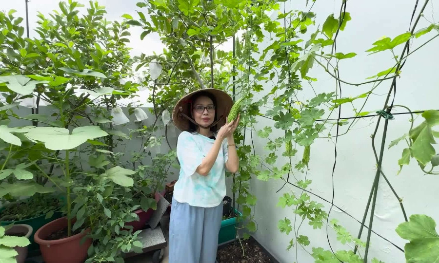 Khu vườn của Cẩm Ly trồng đủ các loại rau củ và cây ăn trái, nhiều nhất là khổ qua. Ảnh chụp màn hình
