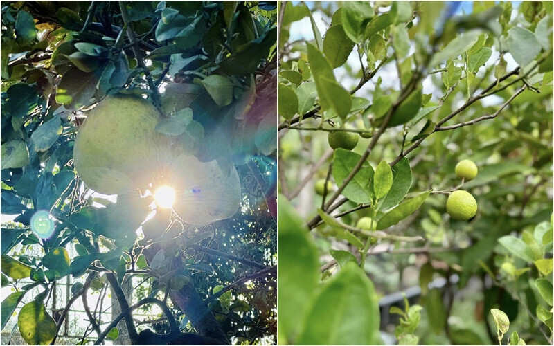 Khu vườn của Mỹ Tâm gần như đầy đủ các loại cây trái. Ảnh: FBNV