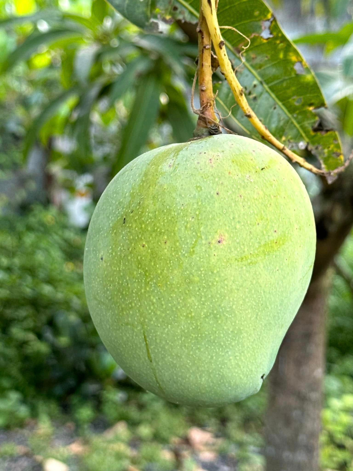 Trái xoài to tròn, căng mọng. Ảnh: FBNV