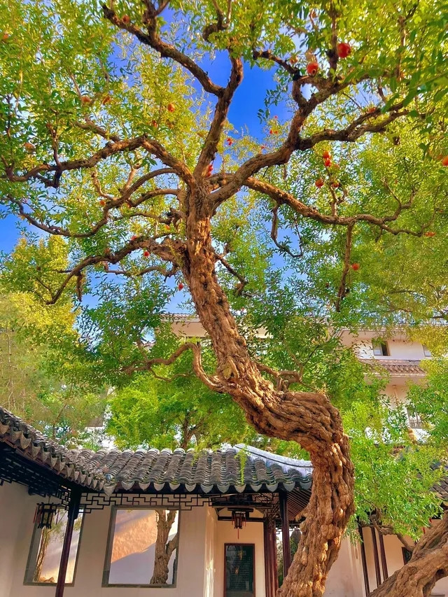 Khác với những cây lựu thông thường, cây lựu cổ cực kỳ đồ sộ, với dáng vẻ uốn lượn như rồng múa. Ảnh: Phunuso