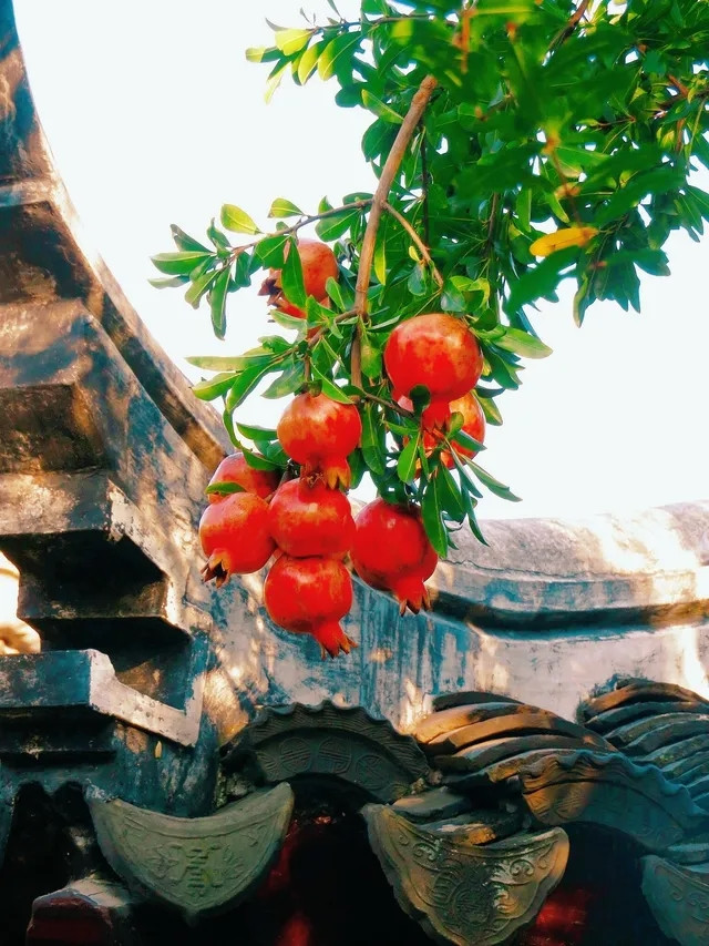 Chùm quả đỏ rực. Ảnh: Phunuso