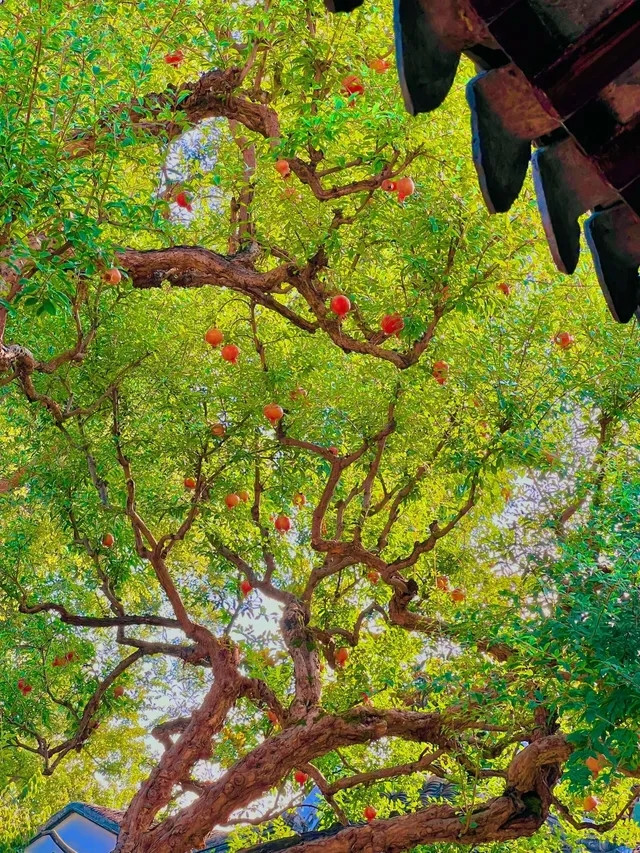 Tán cây rộng lớn, cành lá sum suê. Ảnh: Facebook