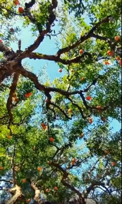 Cây lựu tạo nên một cảnh tượng tuyệt đẹp, khiến ai nấy đều ngẩn ngơ. Ảnh chụp màn hình