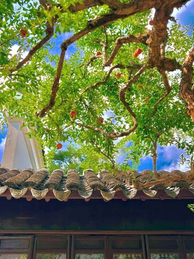 Nhiều người ngỡ ngàng bởi cây lựu đẹp như tranh vẽ. Ảnh: Facebook