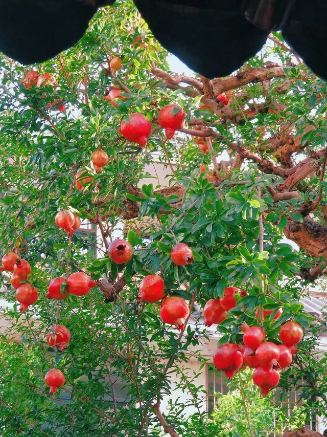 Cây lựu cổ thụ được cho là trồng từ thời nhà Minh hoặc nhà Thanh, tức là đã tồn tại khoảng hai đến ba trăm năm. Ảnh: Phunuso