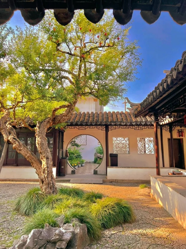 Gốc cây xù xì in đậm dấu ấn thời gian. Ảnh: Phunuso