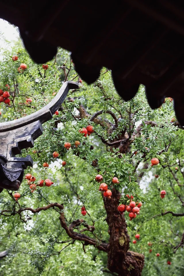 Những quả lựu đỏ rực như những chiếc đèn lồng nhỏ ẩn hiện giữa tán lá xanh mướt. Ảnh: Facebook