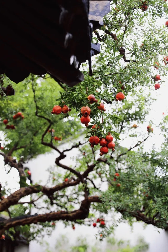 Những ngày gần đây, cây lựu cổ thụ ở vườn Lâm Viên, Nghi Viễn, Tô Châu (Trung Quốc) đang trở thành tâm điểm chú ý của cộng đồng mạng. Ảnh: Phunuso