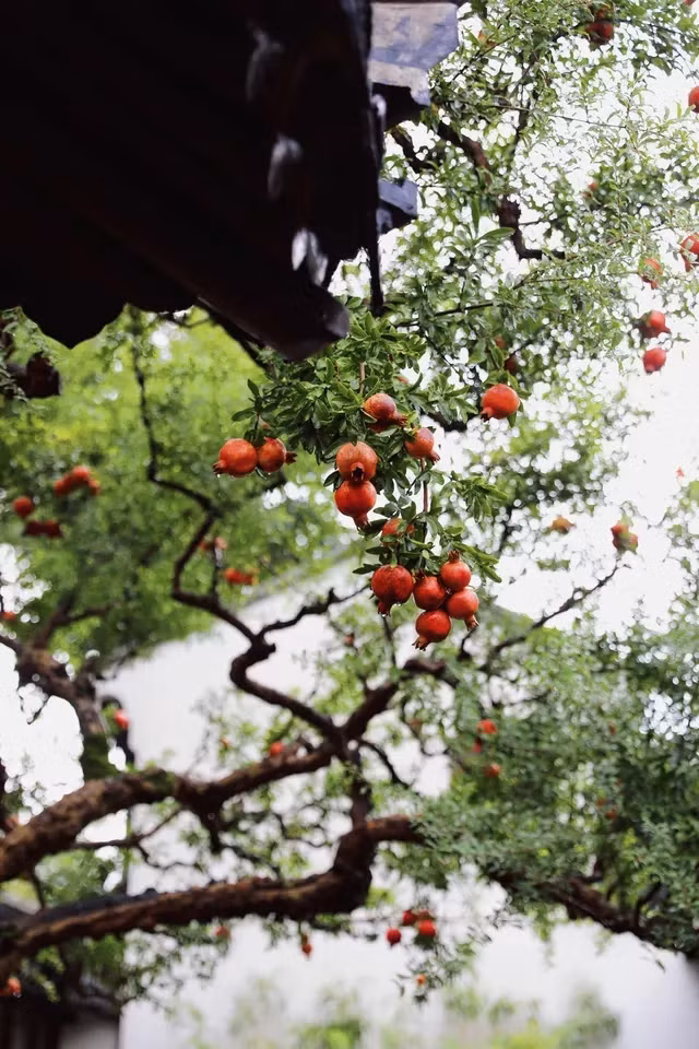 Những ngày gần đây, cây lựu cổ thụ ở vườn Lâm Viên, Nghi Viễn, Tô Châu (Trung Quốc) đang trở thành tâm điểm chú ý của cộng đồng mạng. Ảnh: Phunuso