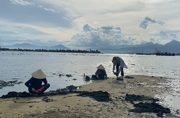 Từ khoảng tháng 3 đến tháng 7 hàng năm là thời điểm con phi vào mùa. Những người đào phi ở chỗ sâu thường hạn chế việc đeo bao tay vì để bàn tay trần sẽ dễ cảm nhận được vị trí nằm của phi. Ảnh: Internet
