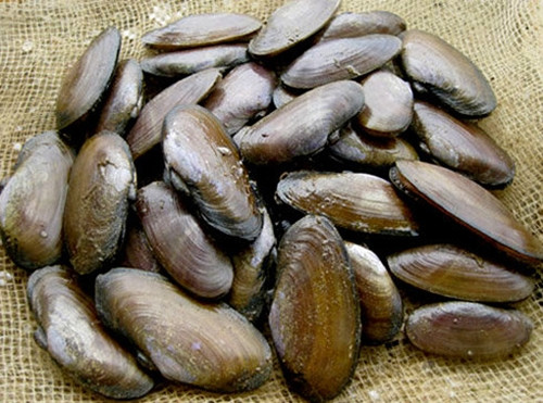 Tuy nhiên, chỉ có phi của khúc sông Trà mới được xem là "sơn hào hải vị" để dâng vua thừa xưa. Phi ở đây có vỏ mỏng, ruột trắng ăn rất ngon nấu được nhiều món. Ảnh: Crystal Bay