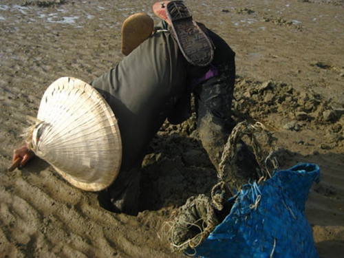 Tua của phi cũng chính là hai chiếc “ăng ten” cực kỳ nhạy, có động là chúng chui vào cát. Vì vậy, bắt phi là một công việc khó nhọc. Ảnh: Dân Việt