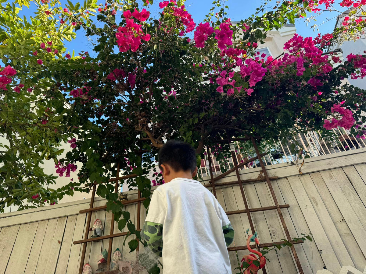 Hoa giấy bung nở rực dỡ một góc vườn. Ảnh: FBNV