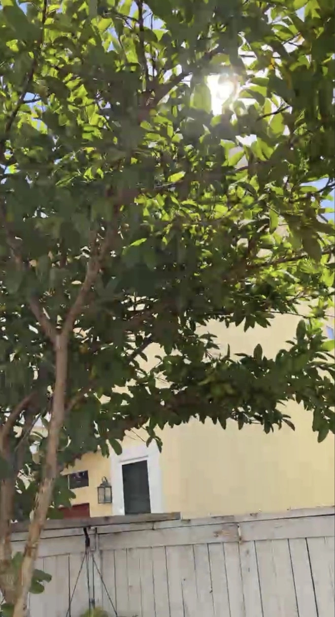 Cây ổi cao, cành lá xum xuê. Ảnh: FBNV