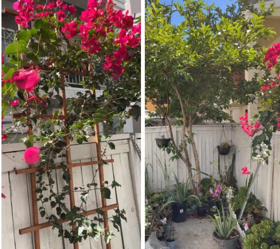 Khu vườn trồng nhiều loại cây và hoa. Ảnh: FBNV