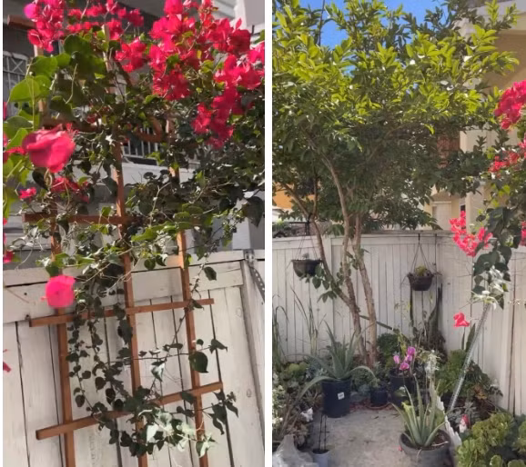 Khu vườn trồng nhiều loại cây và hoa. Ảnh: FBNV