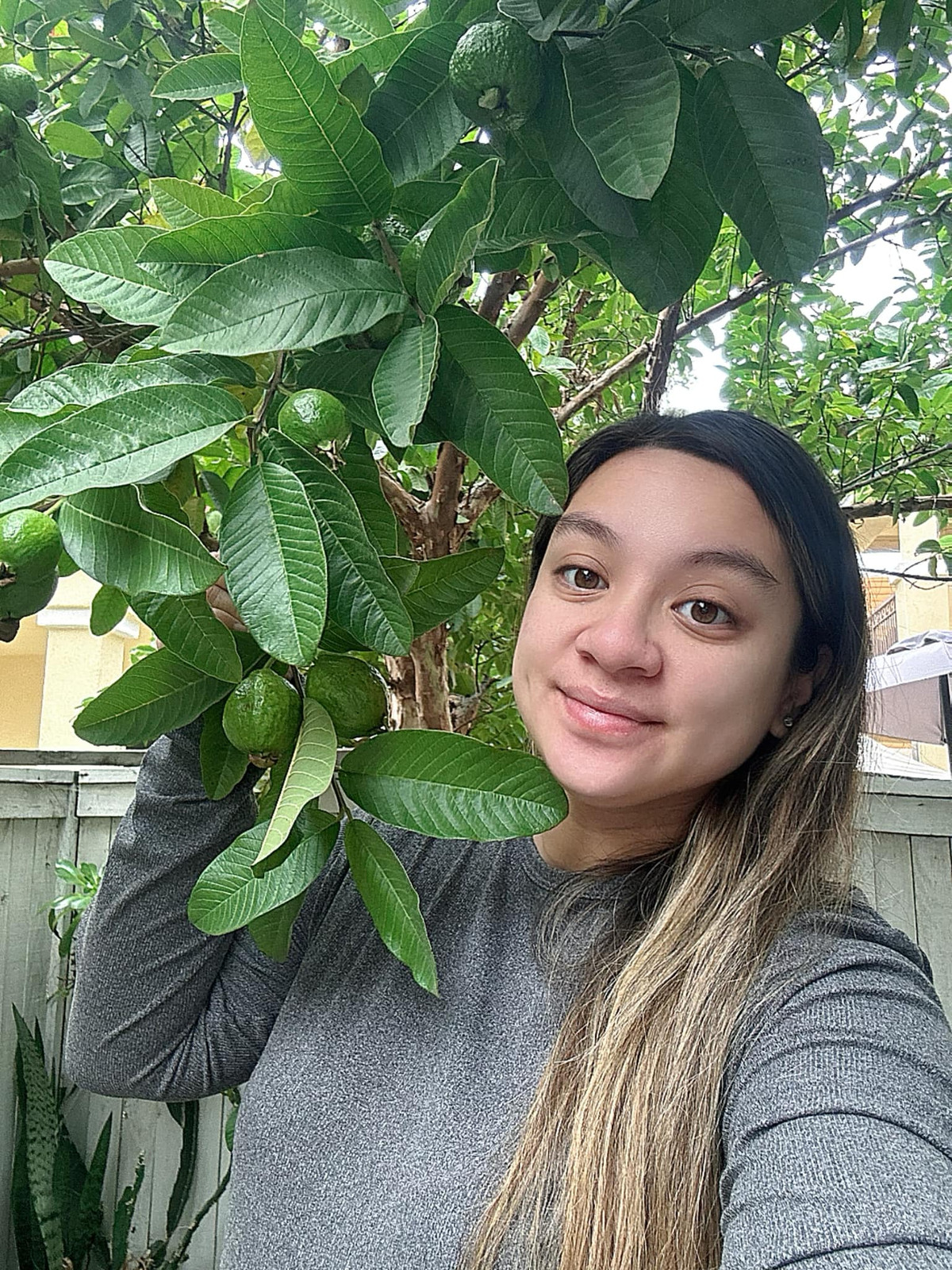 Cây ổi do chính tay Phi Nhung trồng cho rất nhiều trái. Ảnh: FBNV