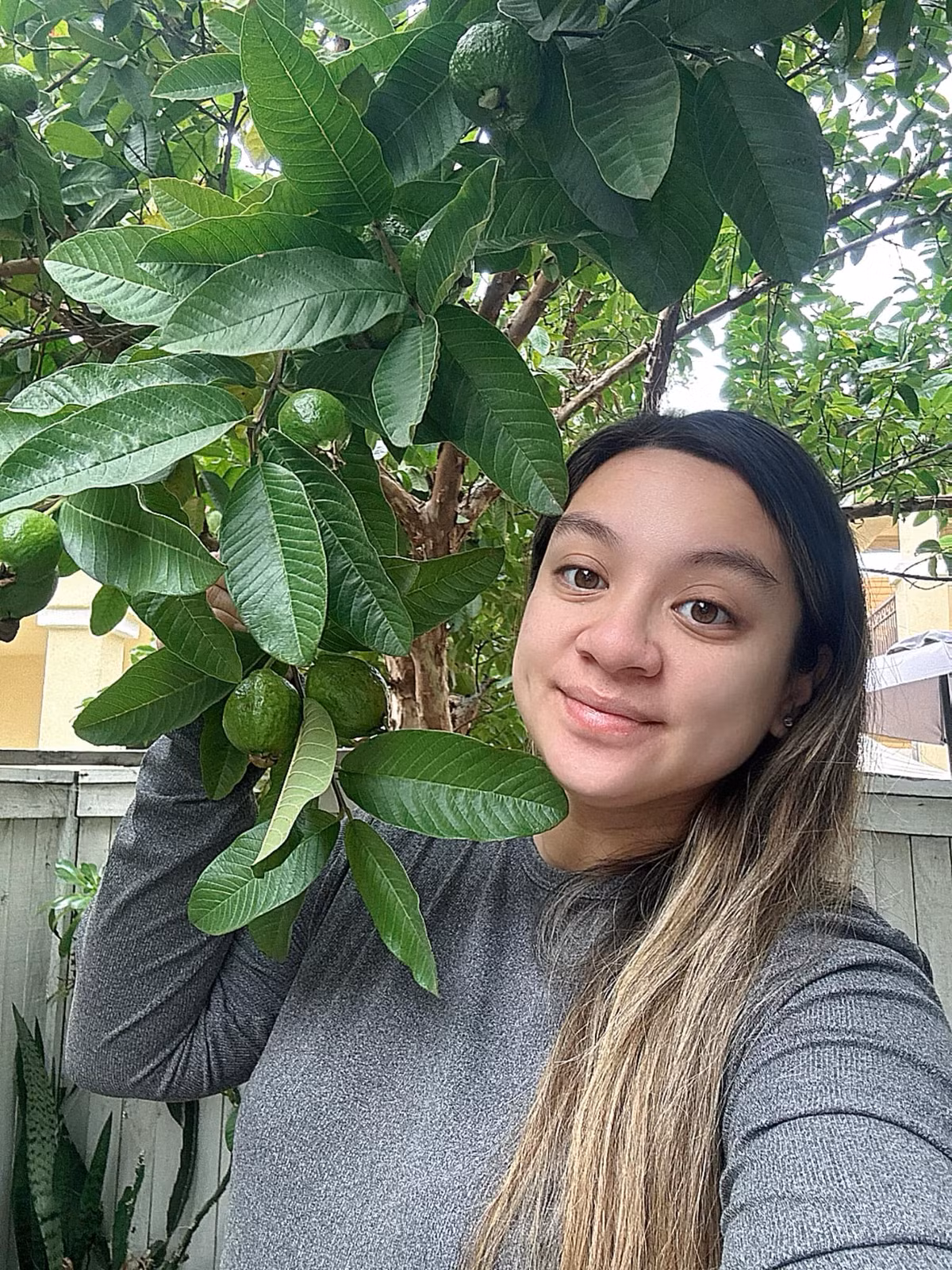 Cây ổi do chính tay Phi Nhung trồng cho rất nhiều trái. Ảnh: FBNV