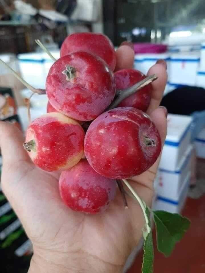 Thời gian qua, những quả táo có kích thước nhỏ, cuống dài như cherry, màu đỏ tươi đẹp mắt được bày bán khắp các chợ. Ảnh: Facebook