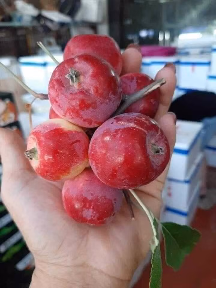 Thời gian qua, những quả táo có kích thước nhỏ, cuống dài như cherry, màu đỏ tươi đẹp mắt được bày bán khắp các chợ. Ảnh: Facebook