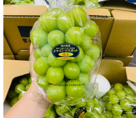 Nho sữa (hay nho mẫu đơn) là giống nho nổi tiếng của Nhật Bản. Vài năm trước, thị trường Việt chỉ có nho sữa Hàn và Nhật, giá đắt đỏ từ 900.000 đồng đến gần 5 triệu đồng/kg tuỳ loại. Ảnh: Vietfruitlinhdam