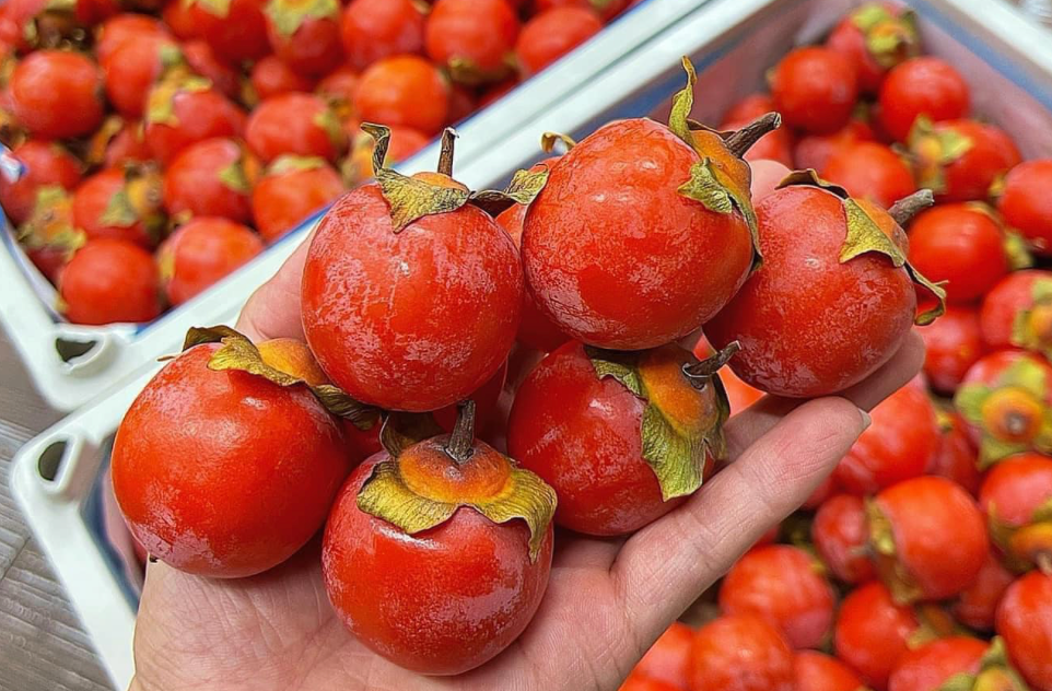 Hồng thạch trân châu ăn giòn, ngọt lịm “nhuộm đỏ” chợ Việt khiến nhiều người nhầm tưởng là hồng cổ đặc sản Nghệ An. Ảnh: Vietnamnet