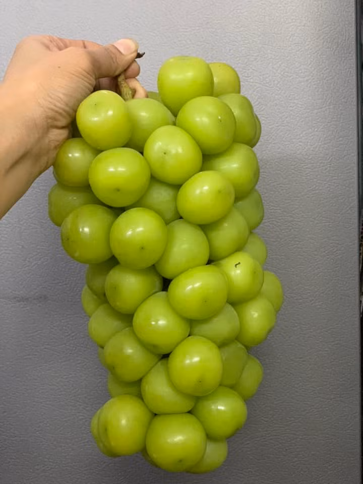 Một số đầu mối rao bán nho sữa theo thùng với giá chỉ 22.000 đồng/kg, nếu nhập trên 100 thùng mỗi lần giá sỉ giảm chỉ còn 18.000 đồng/kg. Ảnh: Facebook