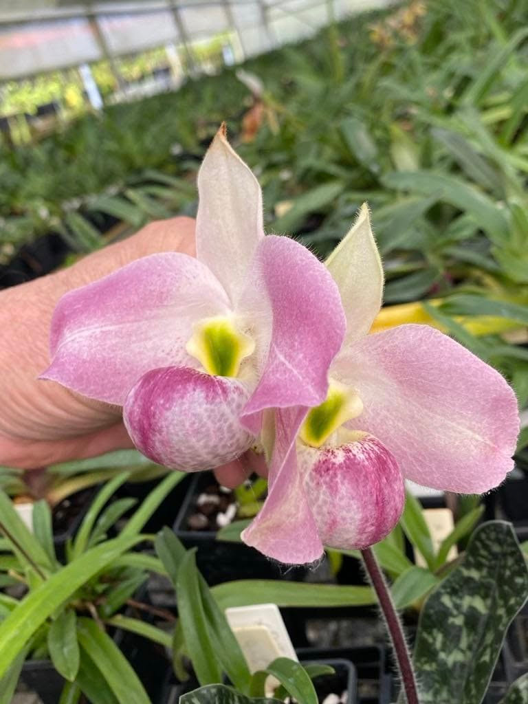 Phạm vi phân bố của lan hài Việt Nam cũng hạn chế, ước tính chỉ khoảng 10 km vuông. Ảnh: Facebook