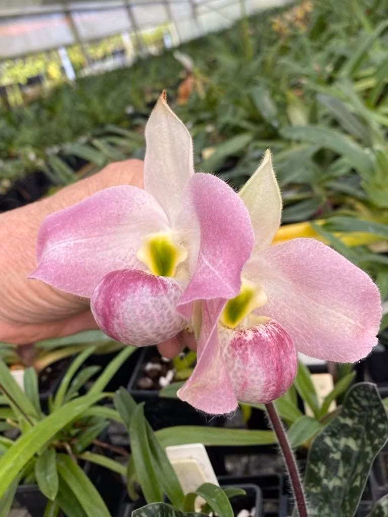 Phạm vi phân bố của lan hài Việt Nam cũng hạn chế, ước tính chỉ khoảng 10 km vuông. Ảnh: Facebook