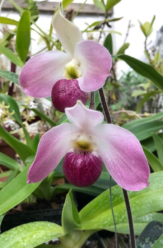 Không ít người đã liều mạng thu thập loài lan "độc nhất vô nhị" trên thế giới tại Việt Nam để buôn bán kiếm lời. Ảnh: Facebook