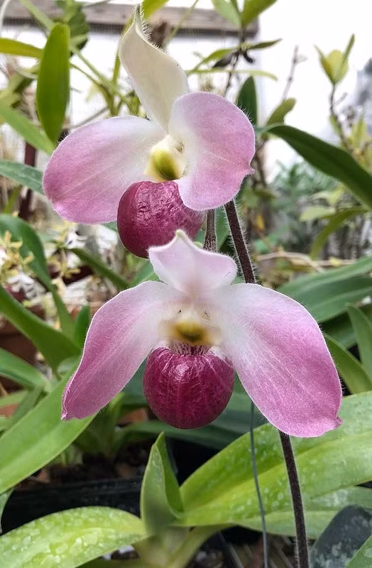 Không ít người đã liều mạng thu thập loài lan "độc nhất vô nhị" trên thế giới tại Việt Nam để buôn bán kiếm lời. Ảnh: Facebook