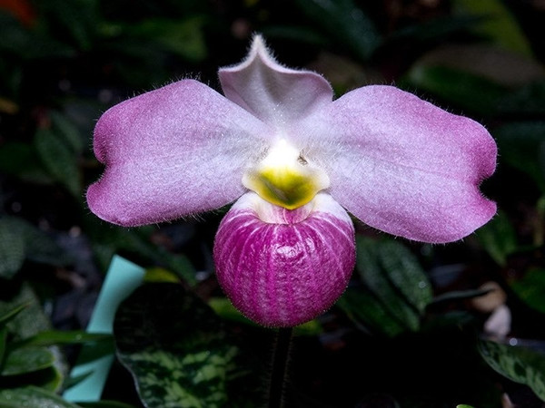 Cuống hoa dài từ 15 đến 25 cm, mang một bông hoa duy nhất với cánh hoa to, rộng từ 10 đến 12 cm, màu sắc đa dạng từ trắng đến hồng tía. Ảnh: Printest