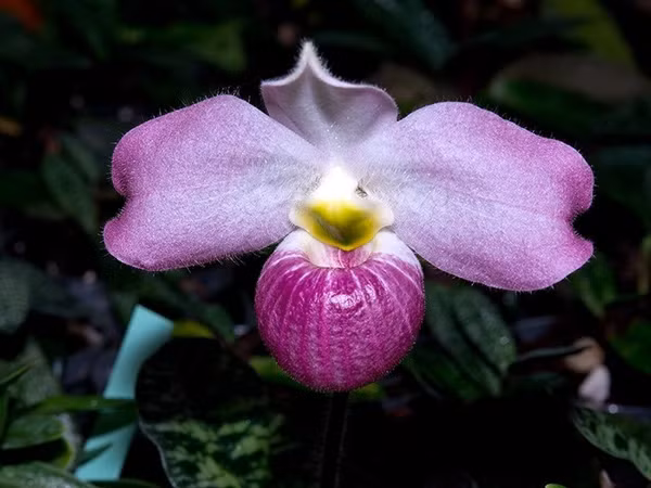 Cuống hoa dài từ 15 đến 25 cm, mang một bông hoa duy nhất với cánh hoa to, rộng từ 10 đến 12 cm, màu sắc đa dạng từ trắng đến hồng tía. Ảnh: Printest