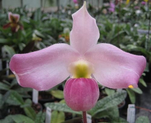 Lan hài Việt Nam thuộc họ Phong lan (Orchidaceae) và ra hoa từ tháng 3 đến tháng 4 hàng năm. Ảnh: Seattle Orchid