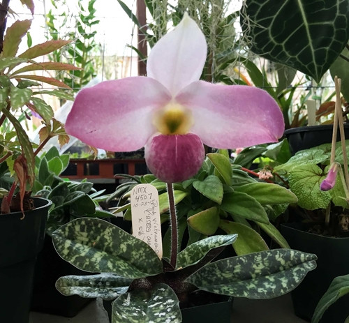 Với số lượng trong tự nhiên chỉ còn dưới 50 cá thể, năm 2014 Sách Đỏ IUCN xếp lan hài Việt Nam vào phân hạng: CR - Cực kỳ nguy cấp. Ảnh: Printest