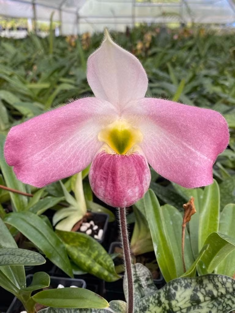 Môi trường sống của lan hài Việt Nam cũng rất hiểm trở. Chúng mọc ở độ cao khoảng 550m so với mực nước biển, trong các khe đá nứt, hốc ẩm trên vách đá dựng đứng cao hàng trăm mét, hoặc trên các dãy núi đá vôi... Ảnh: Facebook