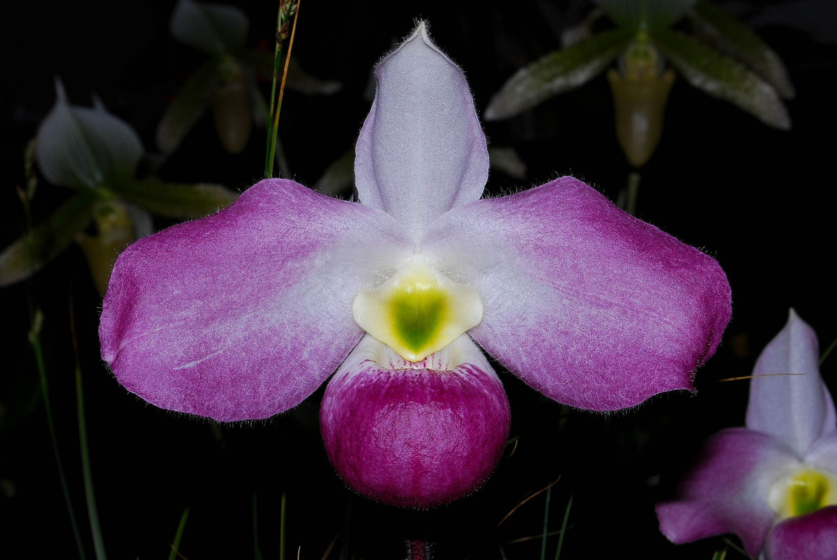 Việc thu hái ồ ạt, triệt để (ngay cả khi cây còn nhỏ) để buôn lậu đã khiến loài hoa này rơi vào nguy cơ tuyệt chủng cao. Ảnh: Printest