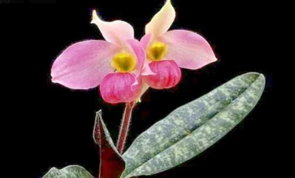 Vẻ đẹp độc đáo của lan hài Việt Nam là yếu tố thu hút sự chú ý của những người yêu lan trên toàn thế giới. Ảnh: Internet