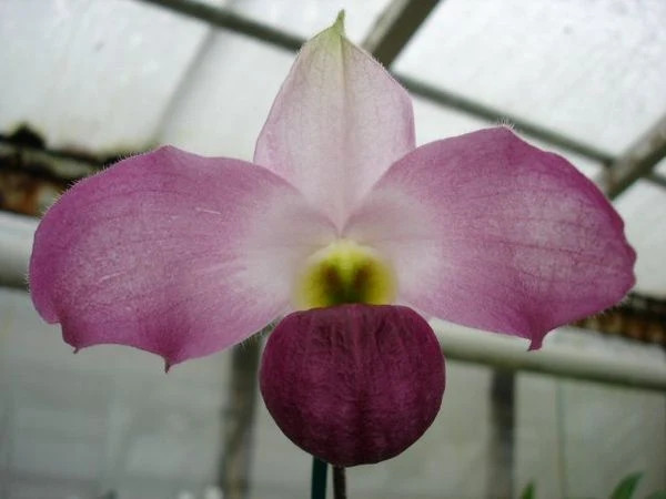 Không chỉ được bảo vệ môi trường sống, IUCN khuyến khích các hoạt động bảo tồn như nhân giống nhân tạo, thu thập hạt giống, theo dõi số lượng cá thể, từ đó nỗ lực bảo tồn loại lan hiếm trước nguy cơ tuyệt chủng vĩnh viễn. Ảnh: Hennis Orchideen