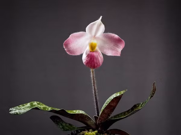  Lan hài Việt Nam (danh pháp khoa học: Paphiopedilum vietnamense) là loài lan đặc hữu mọc duy nhất ở Việt Nam, trên thế giới không nơi nào có. Ảnh: Travaldo's blog