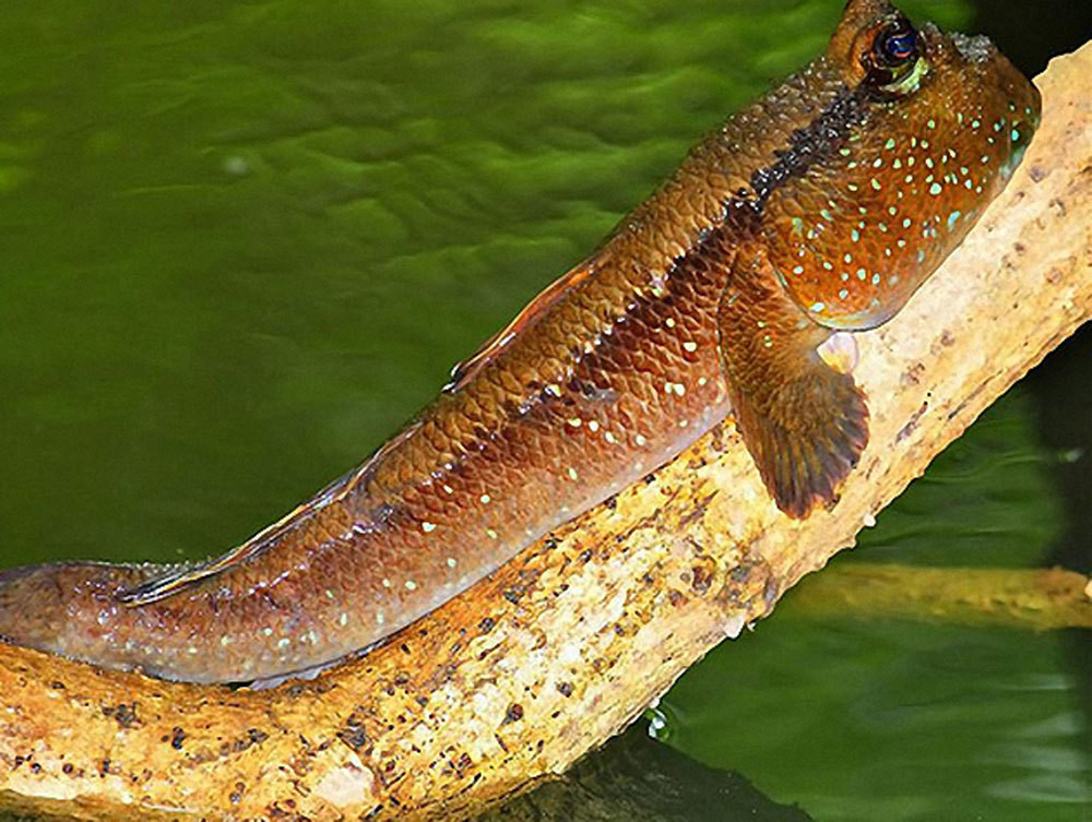 Nhờ đặc điểm này mà Tổ chức Sinh vật thế giới xem chúng là một trong 6 loài vật "kỳ lạ nhất hành tinh". Ảnh: Gia Đình và Xã Hội