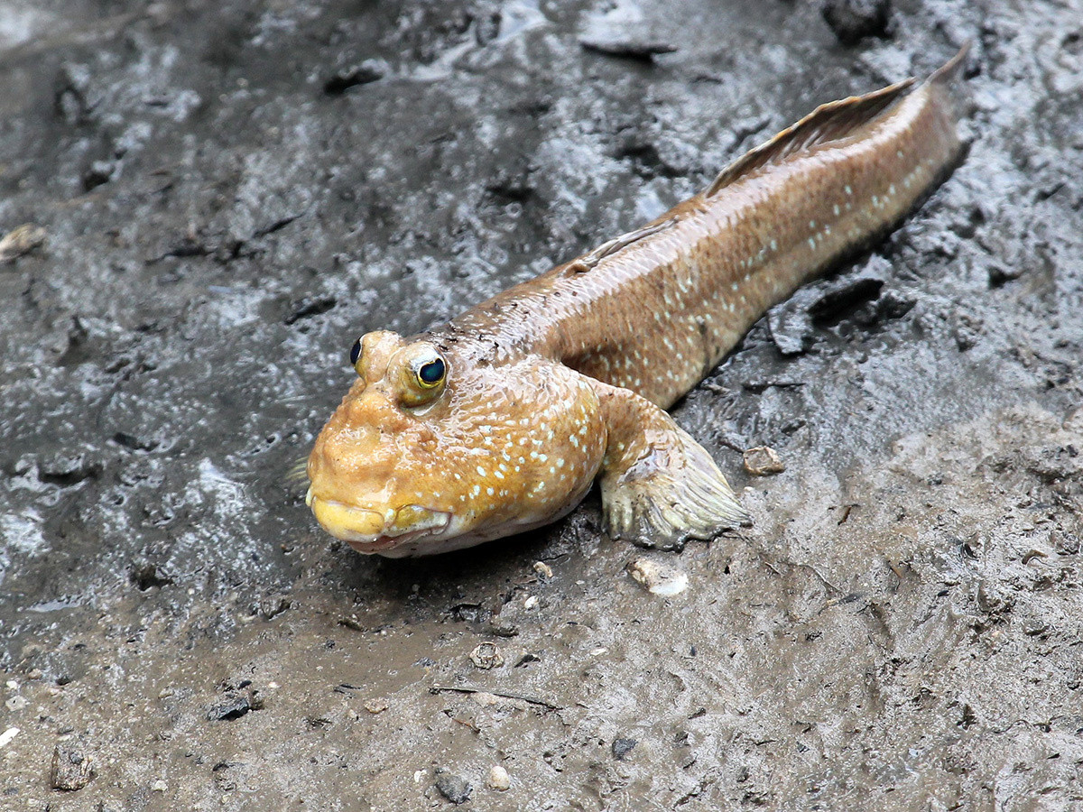 Đây là loài động vật lưỡng cư, hình thù gần giống với cá bống sao nhưng da xù xì và hai mắt lồi to trên chóp đầu. Ảnh: Tép bạc