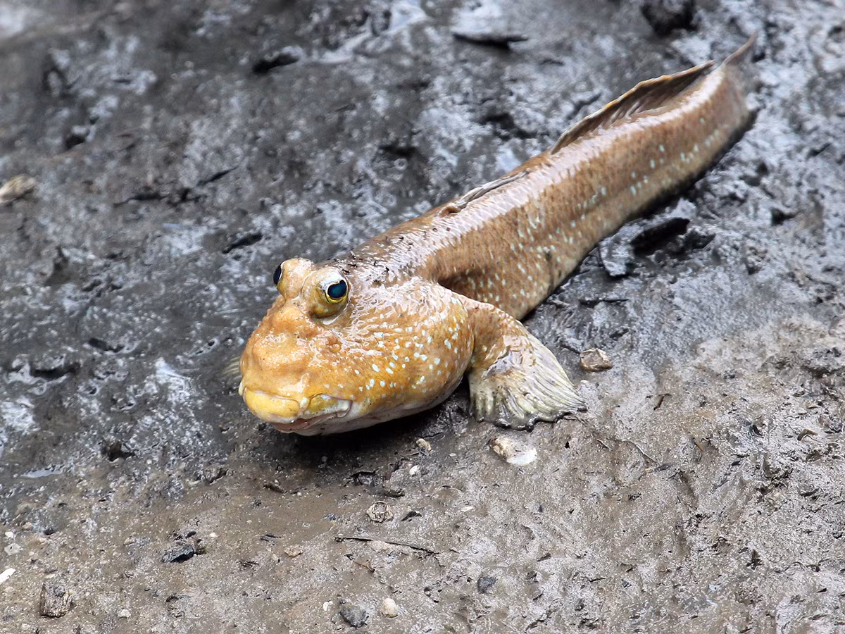 Đây là loài động vật lưỡng cư, hình thù gần giống với cá bống sao nhưng da xù xì và hai mắt lồi to trên chóp đầu. Ảnh: Tép bạc