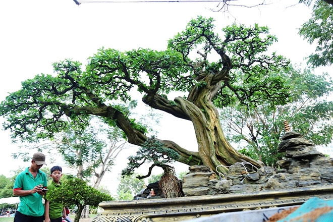 Đáng chú ý nhất là cây sơ ri cổ thụ trưng bày tại hội hoa xuân ở Phú Mỹ Hưng (quận 7, TP HCM) năm 2019. Ảnh: Dân Việt