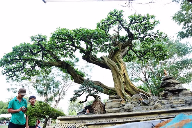 Đáng chú ý nhất là cây sơ ri cổ thụ trưng bày tại hội hoa xuân ở Phú Mỹ Hưng (quận 7, TP HCM) năm 2019. Ảnh: Dân Việt