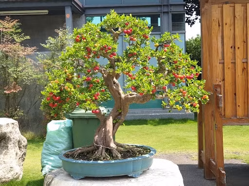 Những năm gần đây, các loại cây ăn quả lên chậu thành bonsai thu hút sự chú ý của đông đảo giới chơi cây, trong đó có sơ ri bonsai. Ảnh: Internet