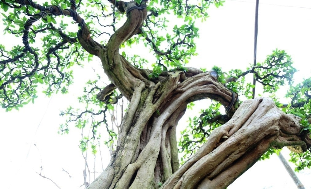 Tại các chi và ngọn cây nhiều vân uốn lượn, khúc khuỷu đẹp mắt. Ảnh: Báo giao thông