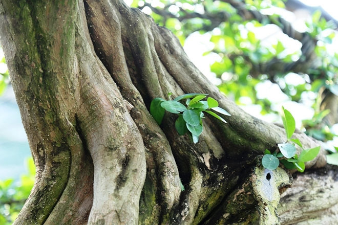 Thân cây với những đường vân uốn lượn. Ảnh: Dân Việt