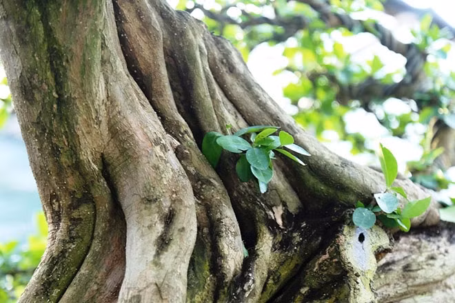 Thân cây với những đường vân uốn lượn. Ảnh: Dân Việt